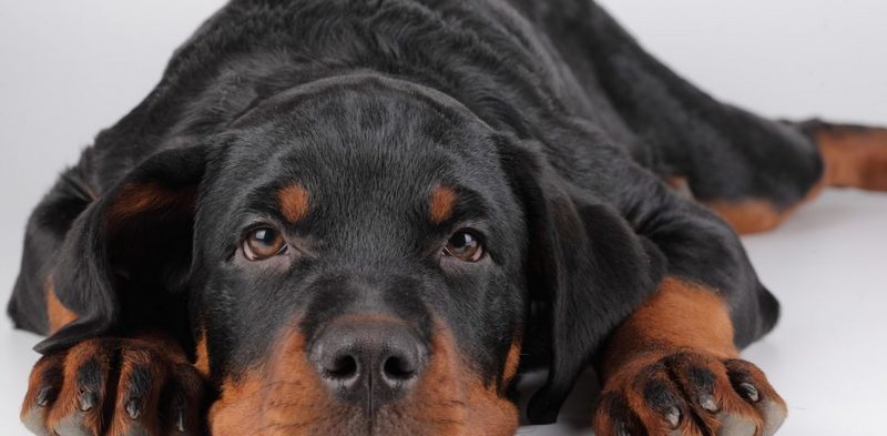 Симптомы и лечение ушного клеща у собак