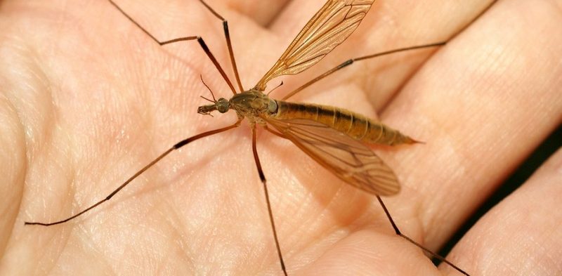 большие комары