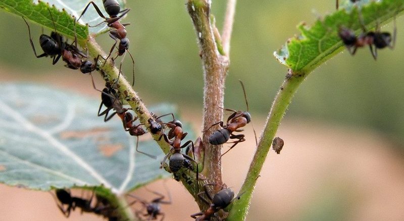 борьба с муравьями в саду
