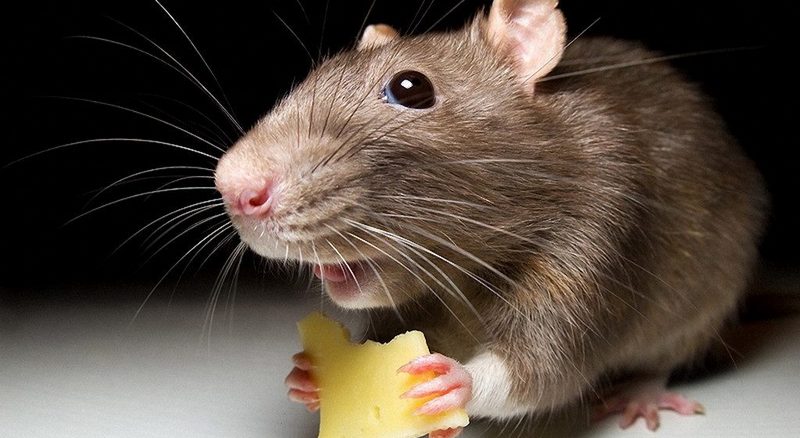 избавиться от крыс и мышей в частном доме