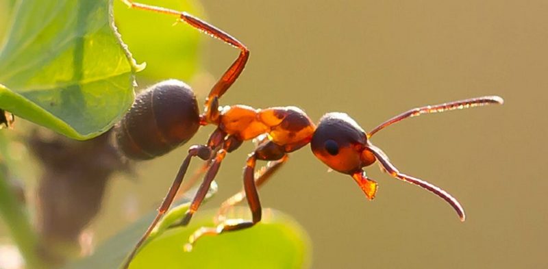 избавиться от муравьев в огороде народными средствами