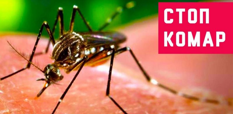 как избавиться от комаров в домашних условиях