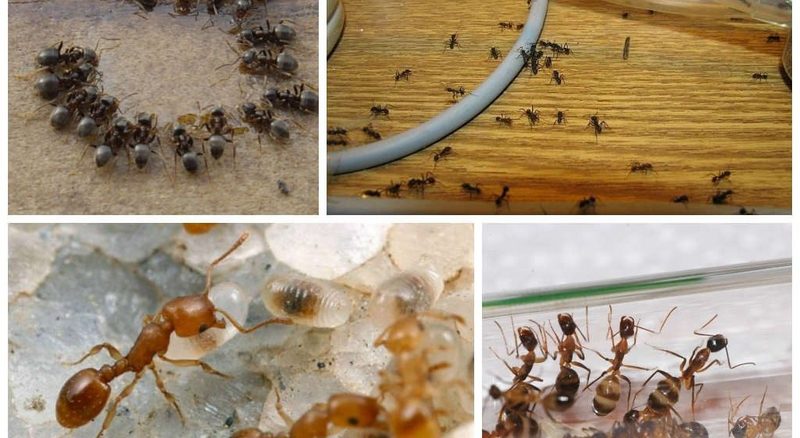 как избавиться от муравьев в доме