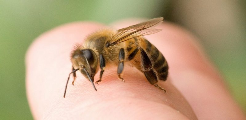 лечение укуса осы и пчелы