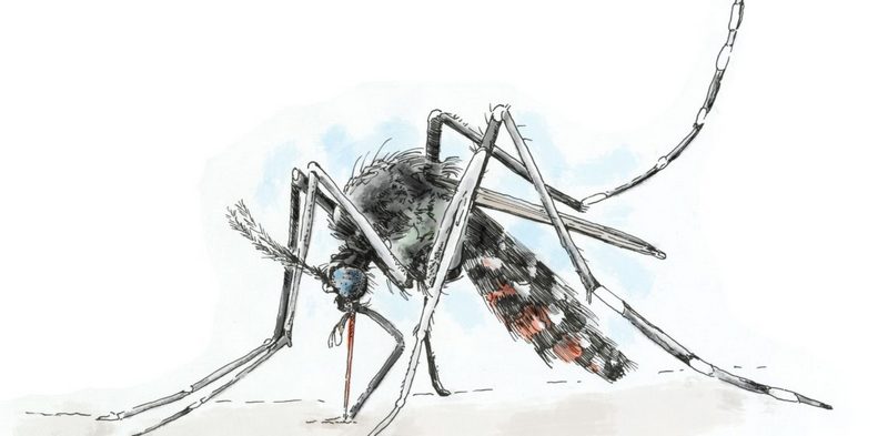 Чем опасен малярийный комар