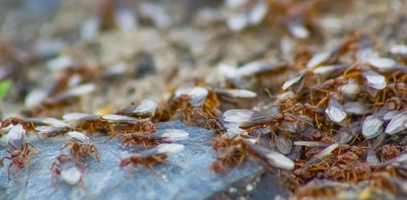 муравьи с крыльями