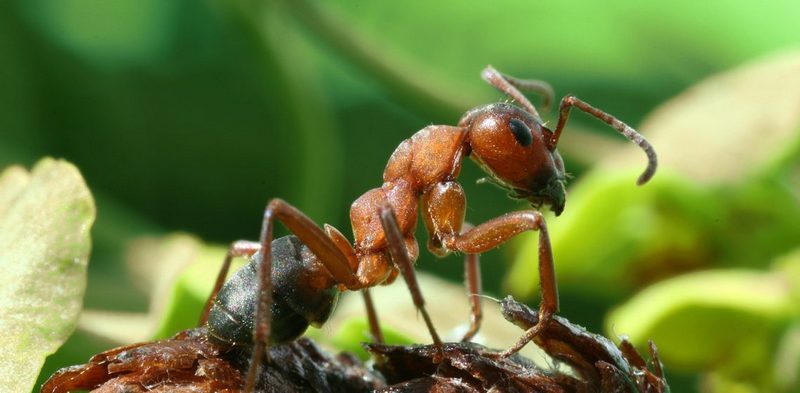 средства от муравьев в огороде