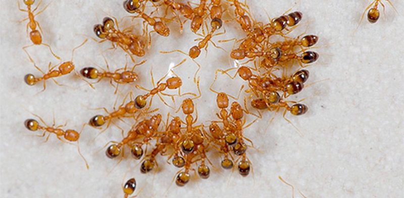 Как бороться с рыжими муравьями в квартире