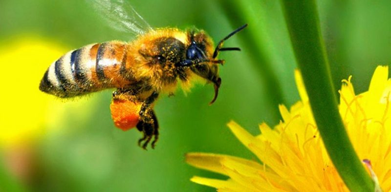 Как можно снять отек от укуса пчелы